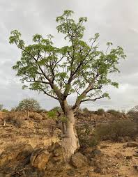 Image result for Moringa