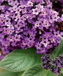 Image result for Heliotropium harareense