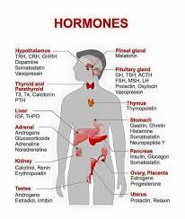 Hormones Medical Education Medical Knowledge Endocrine System