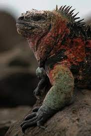 Pin By Tonycerveza On Baby Bearded Dragon Tips Marine Iguana Cute Reptiles Iguana