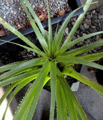 Image result for Aloe carnea