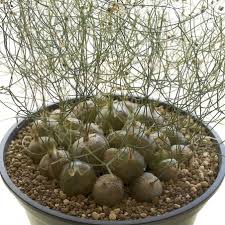 Image result for Schizobasis intricata
