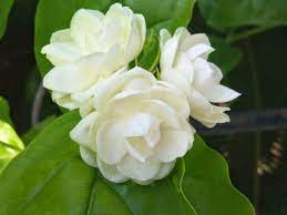 Sampaguita The National Flower Of The Philippines Flowers Fragrant Flowers Bonsai Flower