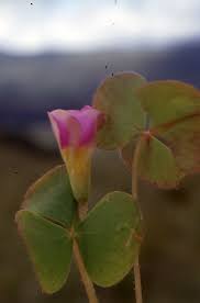 Image result for Oxalis obliquifolia