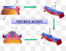 Embryology Png Embryology Animation Embryology Book