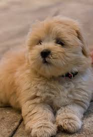 Teddy Bear Shih Tzu Okay I Know Its Time For Another Haircut But Its To Windy Cute Animals Lazy Dog Breeds Puppies