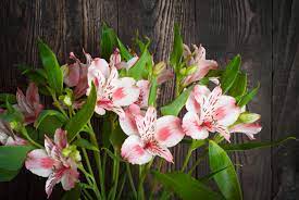Its leaves grow upside twisting out from the stem as it grows. Alstroemeria Flower Meaning Flower Meaning