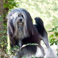 Most likely in germany as the name löwchen means little lion in german. Lowchen Grooming Bathing And Care Espree