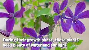 Image result for Clematis pulchra