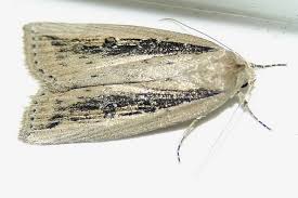 Image result for Chilodes maritima