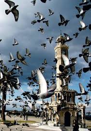 Izmir Guvercin Sevenler Dernegi Ana Sayfa Facebook