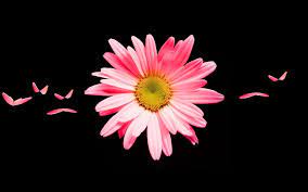 Pink daisy flower, margarita, daisy flower, purple. Pink Daisy Flower Petals Portrait Wallpaper Daisy Wallpaper Daisy Flower Wallpaper Pink Daisy