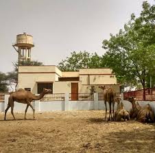 Camel milk benefits and disadvantages. Camel Milk Benefits Posts Facebook