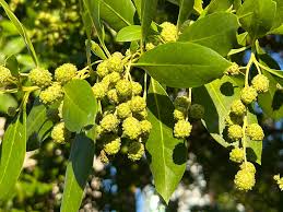 Image result for Conocarpus