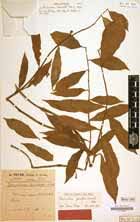 Image result for Gonatopus petiolulatus