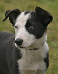 Border Collie Black And Brown Dogs Border Collie Pup By Canis Lupess Deviantart Com On Deviantart Cagnolini
