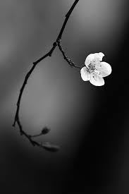 Beautiful Romantic Nature Black And White Photography Pin By Abbie Stjohn On Beauty Black And White Photographs White Photography Black And White Pictures
