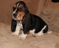 We have 8 stunning akc basset hound puppies searching for their forever homes! Basset Hound Puppies For Sale Houston Tx 264920