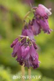 Monrovia S Luxuriant Fringed Bleeding Heart Details And Information Learn More About Monrovia Plants And Best Bleeding Heart Monrovia Plants Shade Perennials