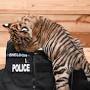 Profile Picture of Meet baby tiger Sheldon!!!... - Leigh Walther Photography - Facebook (@facebook.com) on Google
