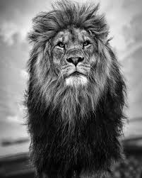 Black And White Lion And Lioness Picture Pin By 122455 On Lion Art Lion Wallpaper Black And White Lion Lion Photography