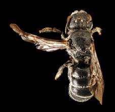 Image result for Hermbstaedtia