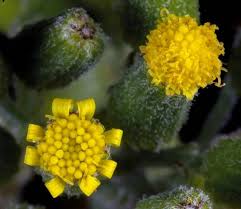Image result for Senecio sp.no.4
