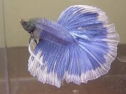 But while beautiful, there are a lot of myths that surround the siamese fighting fish. Pin On Fish