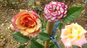 We did not find results for: Selain Sebagai Pagar Hama Tanaman Ini Khasiat Lain Bunga Marigold Youtube
