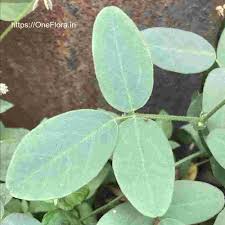 Image result for Desmodium scorpiurus