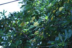 Image result for Pittosporum tobira