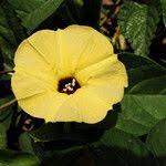 Image result for Hewittia