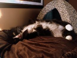 Treating Lungworms In Cats Feline Lungworm Infections