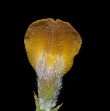 Image result for Argyrolobium macrophyllum