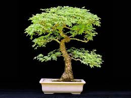 The acacia is a tree long intertwined with the metaphor and mystery of the human mind. Pin On Plants Bonsai Terrarium