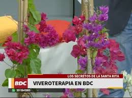 Buganvilla, bugambilia, bugambilias, santa rita, veranera, trinitaria, veraneras. Los Secretos De La Santa Rita Por Alvaro Ruiz Moreno De Viveroterapia Youtube