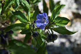 Image result for Nicandra