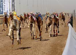 Camel racing is a very popular sport in dubai. Uae To Resume Camel Races In August After Covid 19 Prompted Suspension The National
