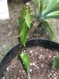 Maybe you would like to learn more about one of these? What Should I Do About Aerial Roots On Dragon Fruit Cactus Let Them Grow Or Cut Them Off Cactus