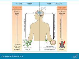 Cystic fibrosis, with or without lung or other solid organ transplant. The Sleep Immune Crosstalk In Health And Disease Physiological Reviews