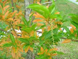 Image result for Citharexylum