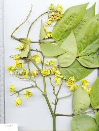 Image result for Senna bacillaris