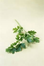 Image result for Petroselinum