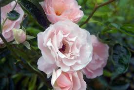 This is a rambling rose that can be used as a short climber. How To Grow Climbing Roses In Your Garden Garden Design