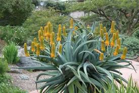 Image result for Aloe ballii
