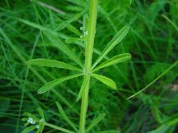 Image result for Galium stenophyllum