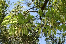 Image result for Milicia