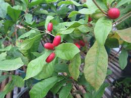 Image result for Synsepalum passargei