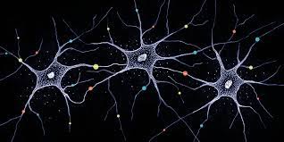 ‚nerv') geht auf heinrich wilhelm waldeyer (1881) zurück. Vielfalt Im Gehirn Wie Millionen Unserer Nervenzellen Einzigartig Werden Universitat Basel