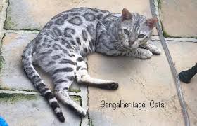 Are bengal cats family friendly? Bengalheritage Cats Stud Ghost